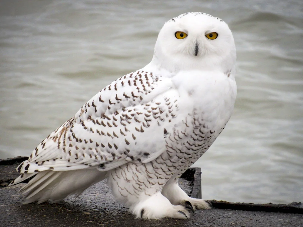 Polar Owl in the tundra