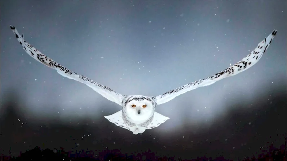 Polar Owl bird