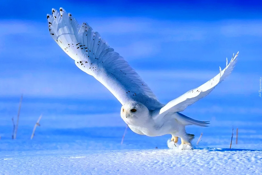 Polar Owl bird