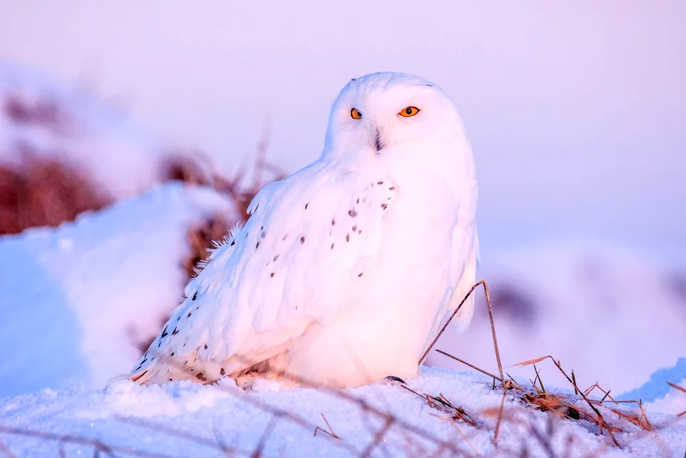 Polar Owl bird