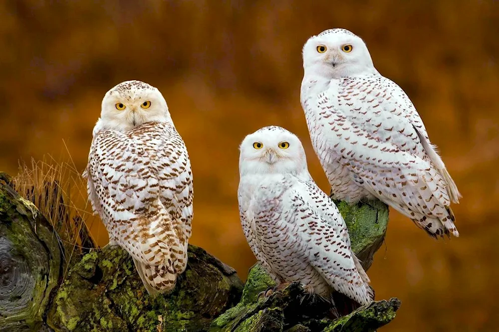 Polar Owls are lovely birds.