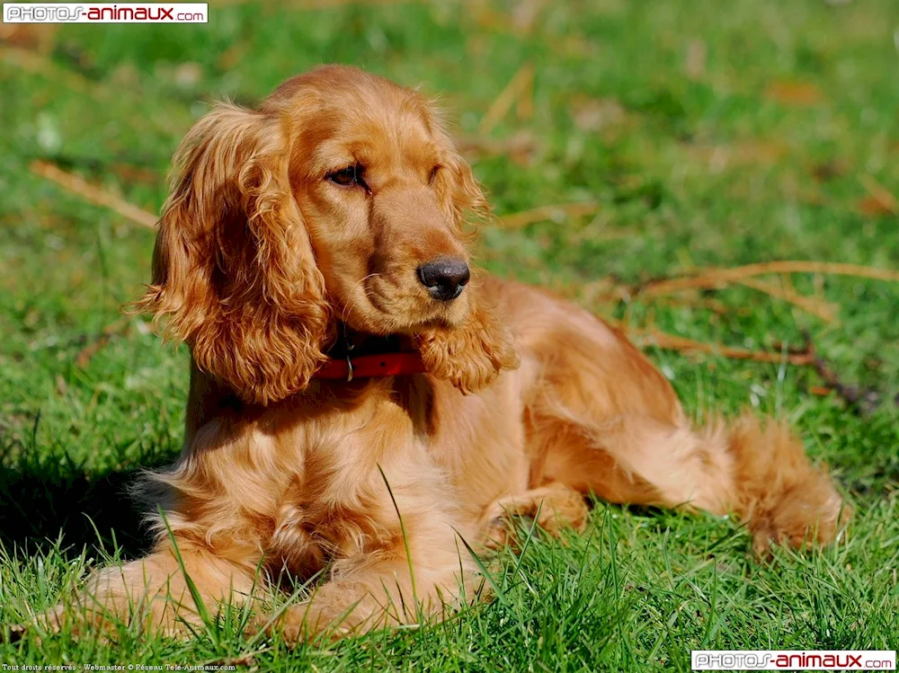 Cocker spaniel