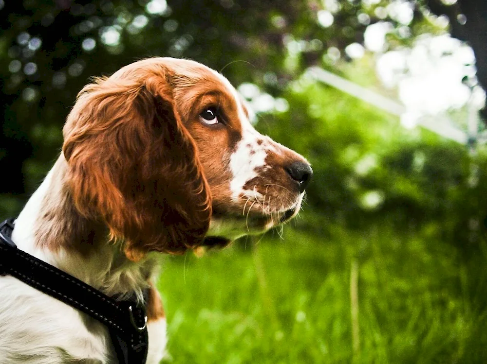 Spaniel short-haired