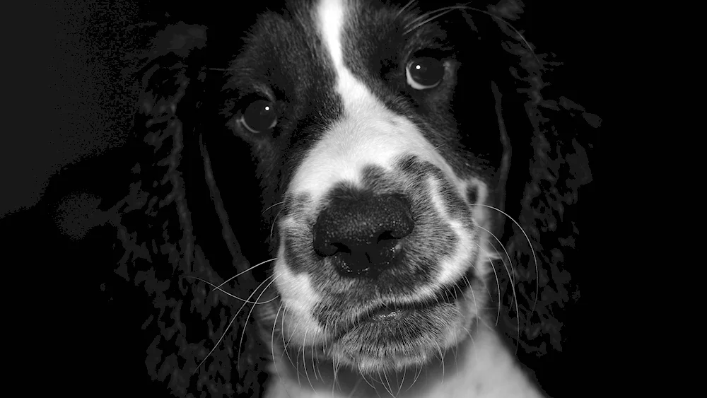 Cocker spaniel