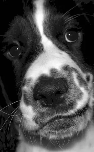Spotted Spaniel