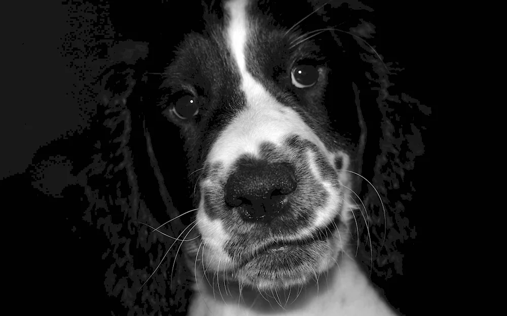 Spotted Spaniel