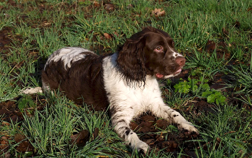 Spotted spaniel