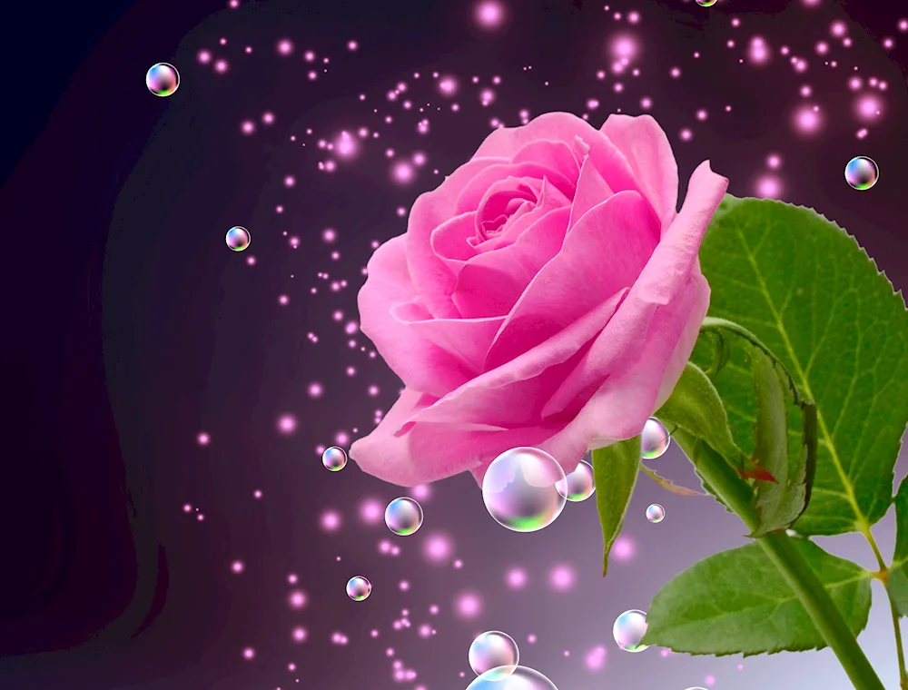 Red roses