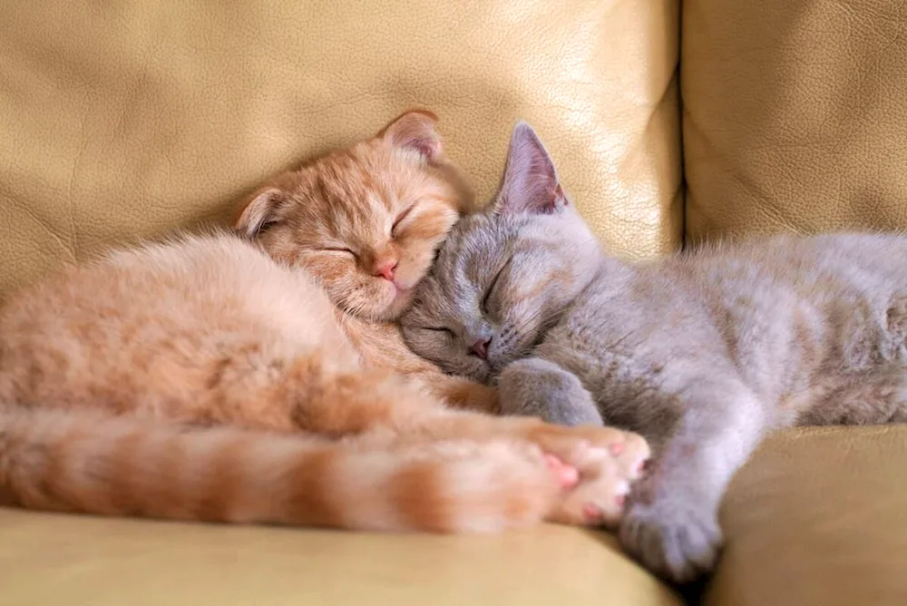 Cats cuddling