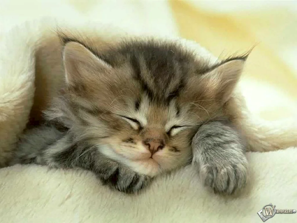 Cat sleeping