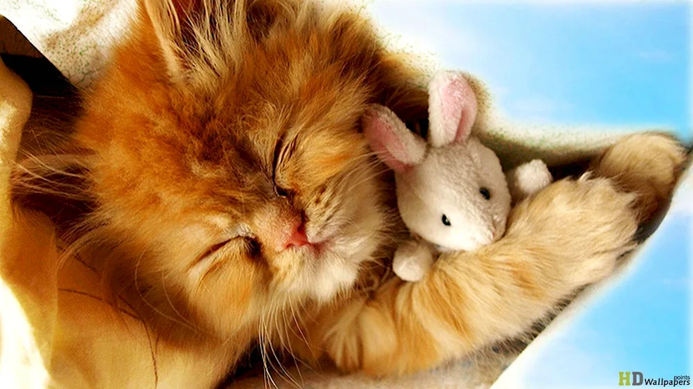 Cat and rabbit