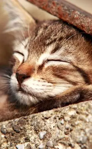 Sleeping kittens