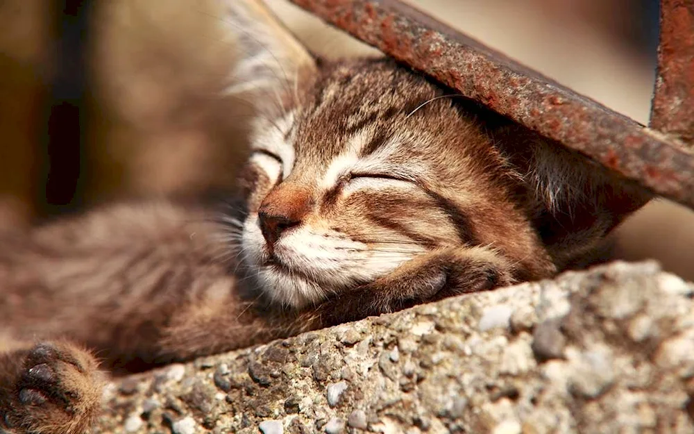 Sleeping kittens