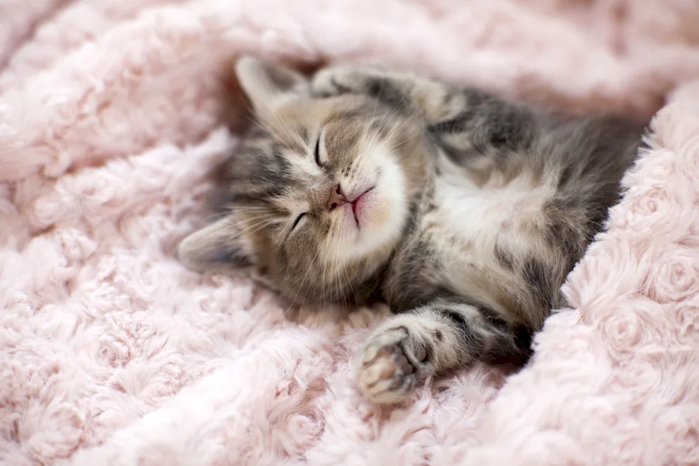 Sleeping cats
