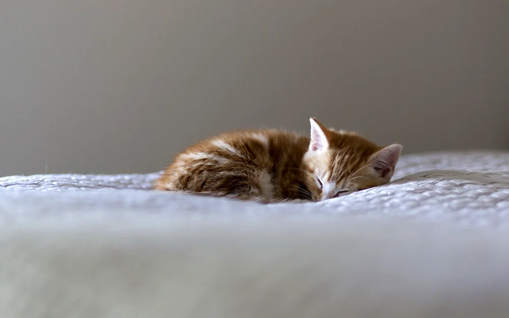 Sleeping cat