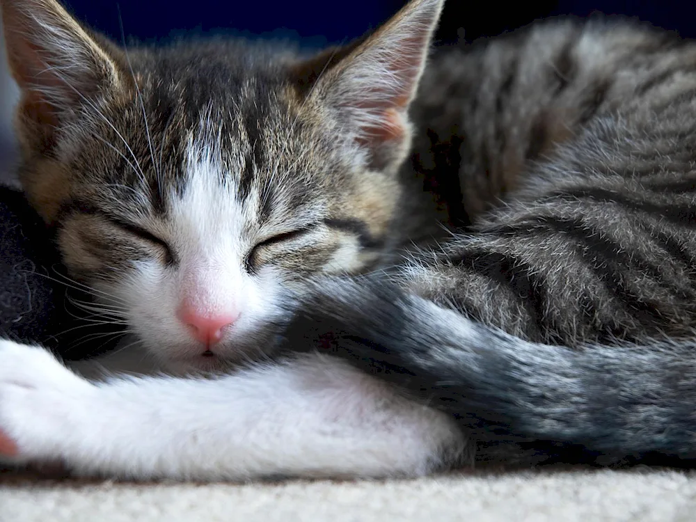 Sleeping cat