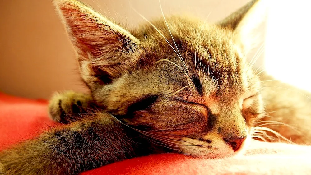 Sleeping cat
