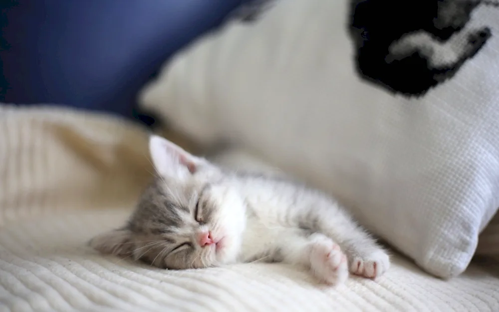 Sleeping cat