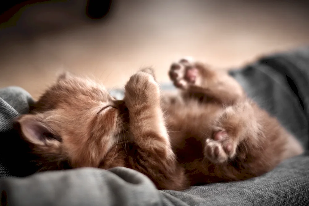 Sleeping kittens