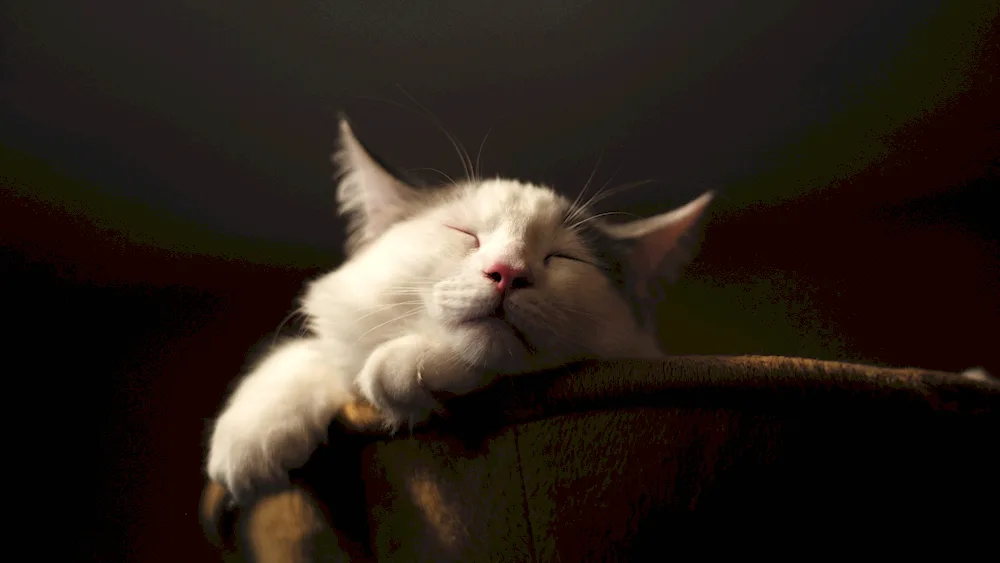 Sleeping kittens