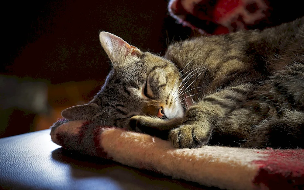 Sleeping cats