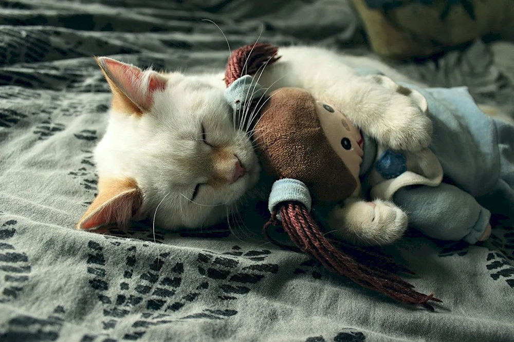 Sleeping cat cat
