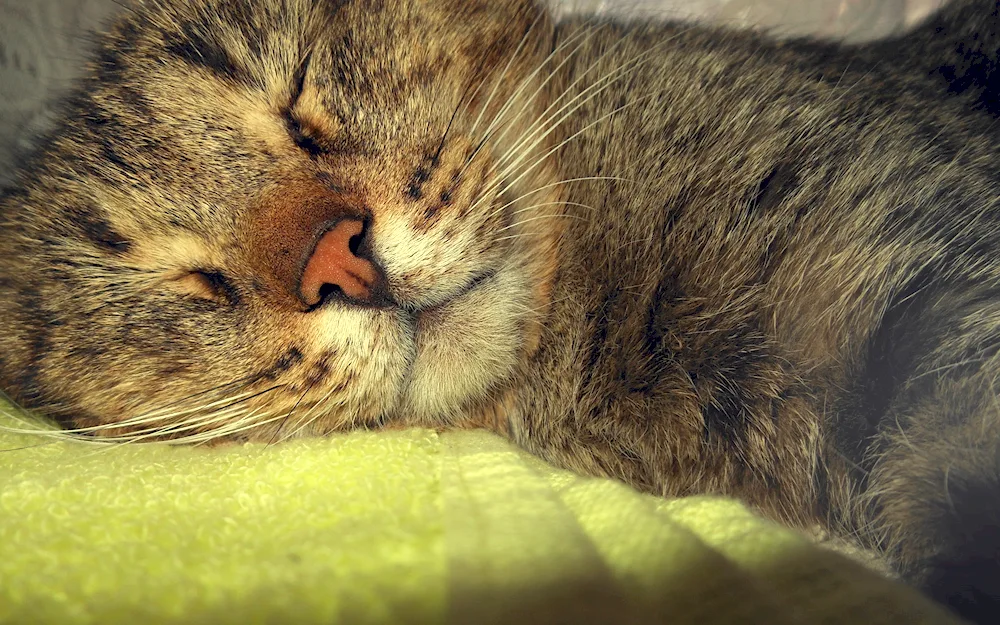 Cat lying down