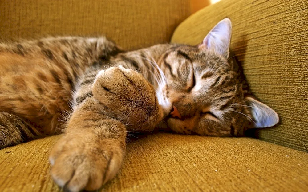 Sleeping cats
