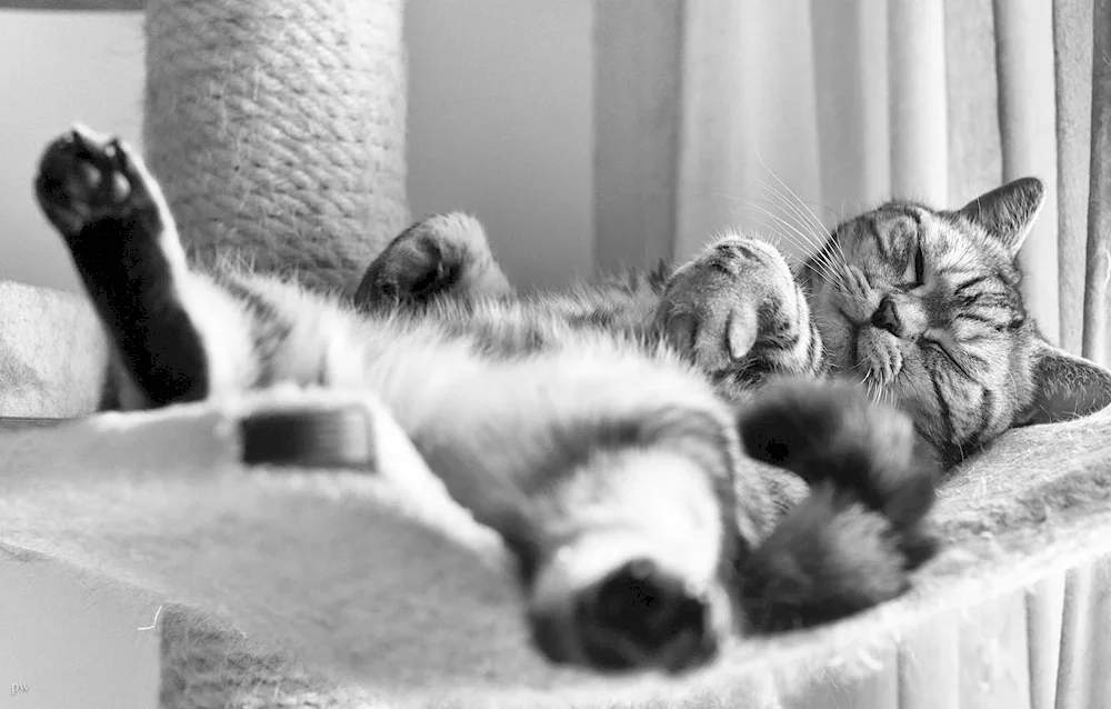 Sleeping cat