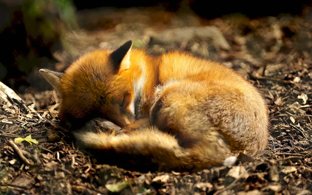 Sleeping Animals