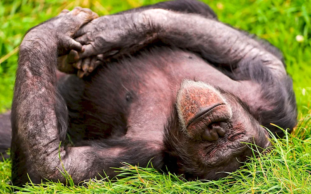 Sleeping animals