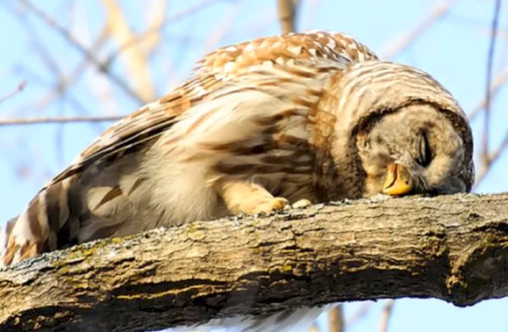 The owl sleeps