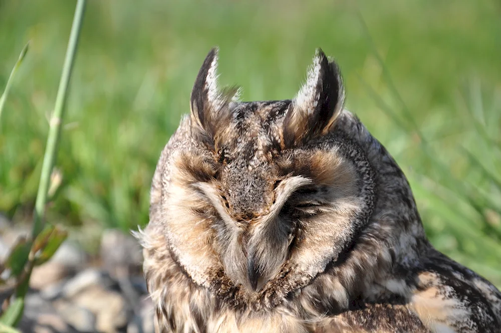 The owl sleeps