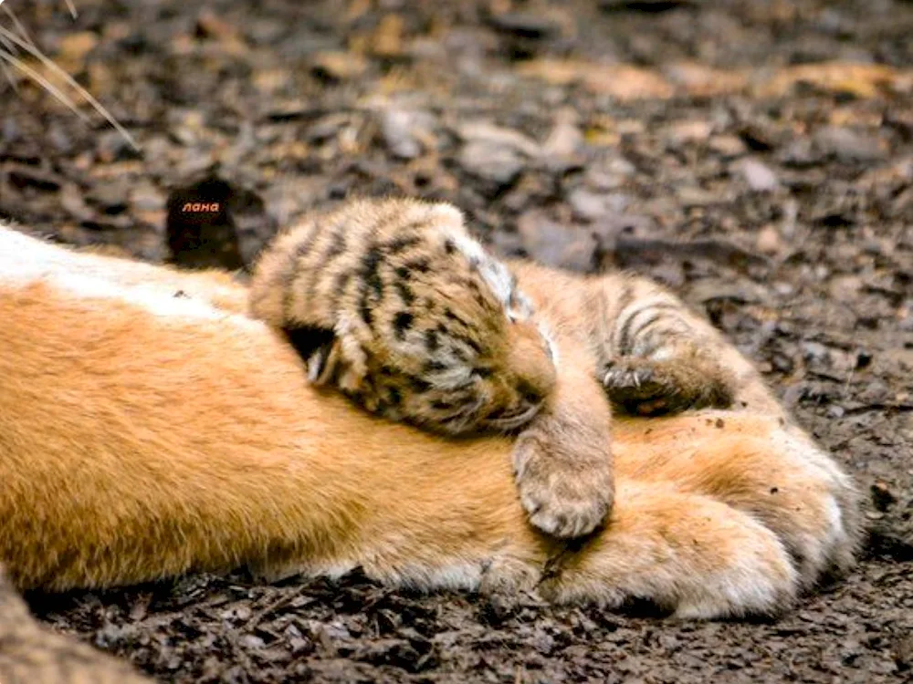 Sleeping lion cub