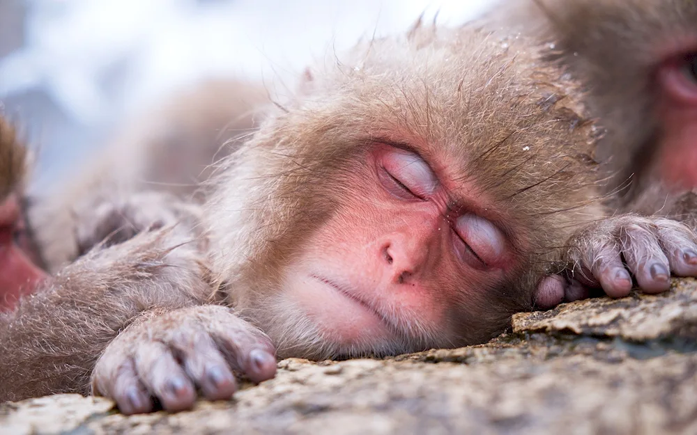 Sleeping animals