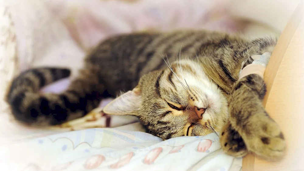 Sleeping cat