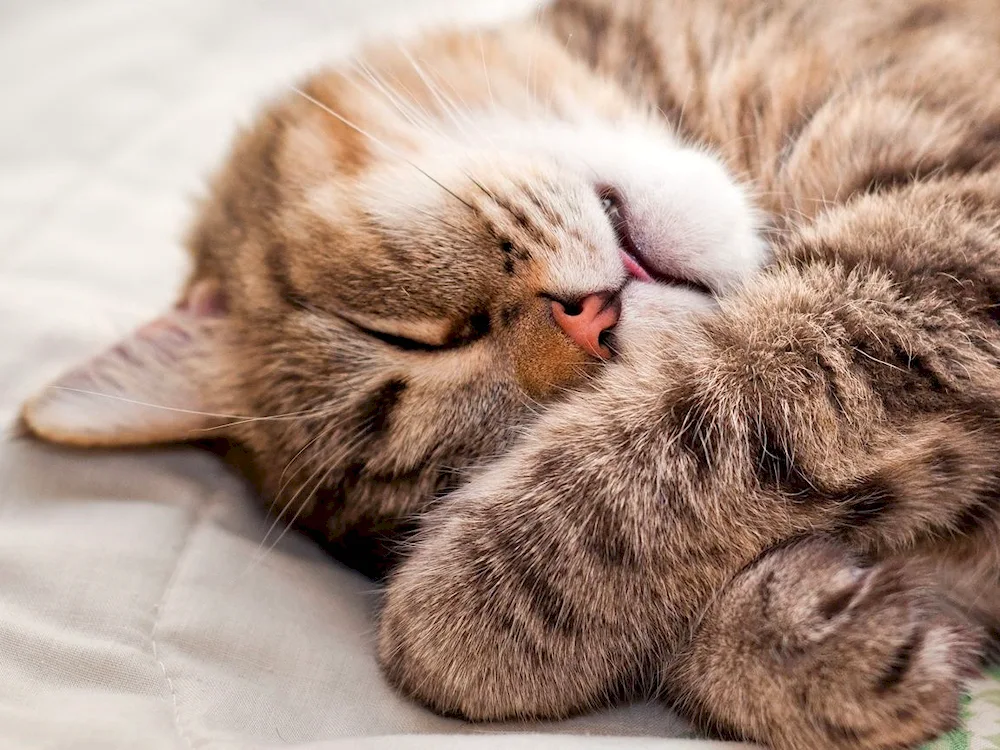 Sleeping cat