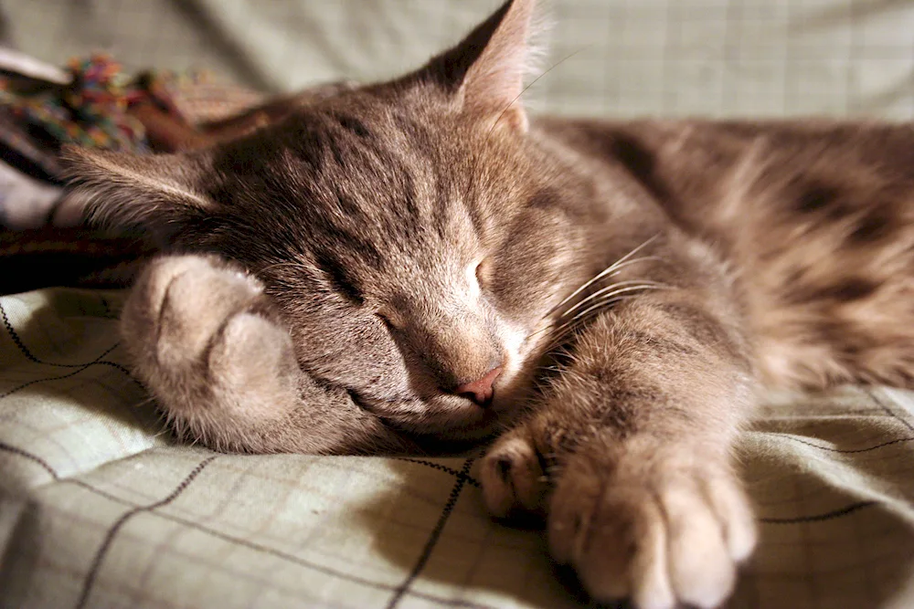 Red kitty