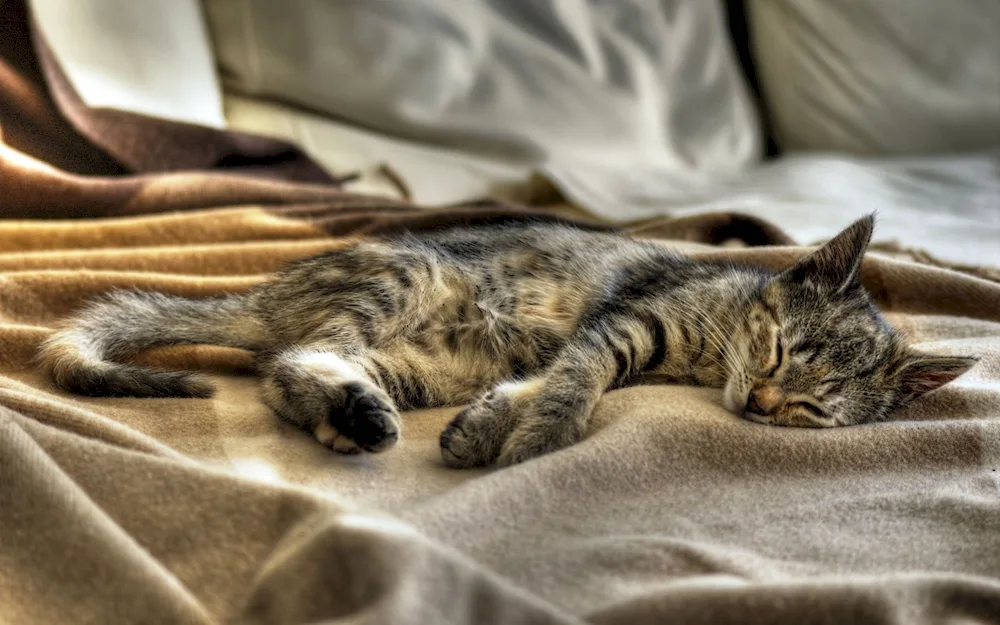 Sleeping cat