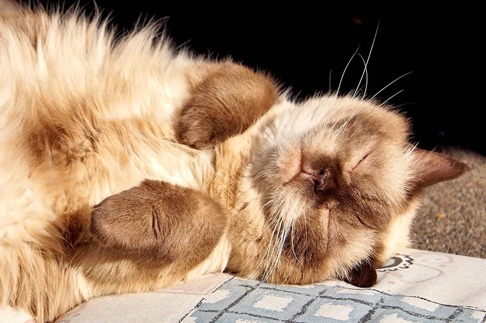 Sleeping cat kittens
