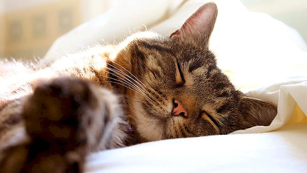 Sleeping kittens