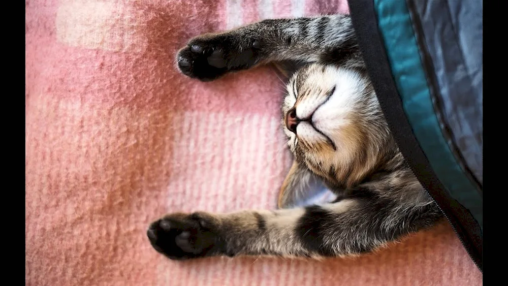 Sleeping cat