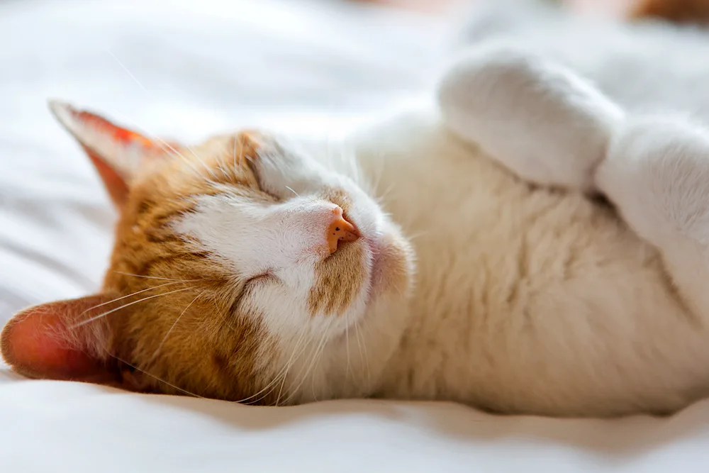 Goodnight kitties