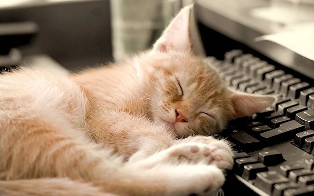 Sleeping kittens