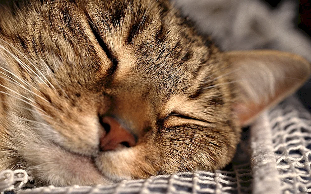 Sleeping cat