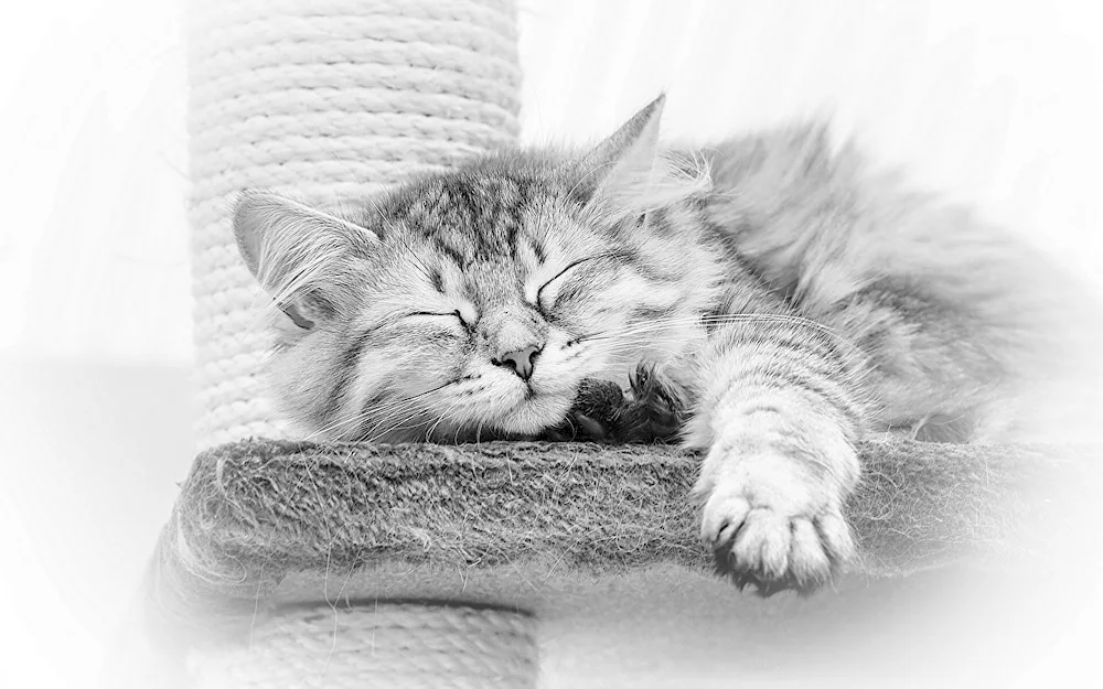 Sleeping cats