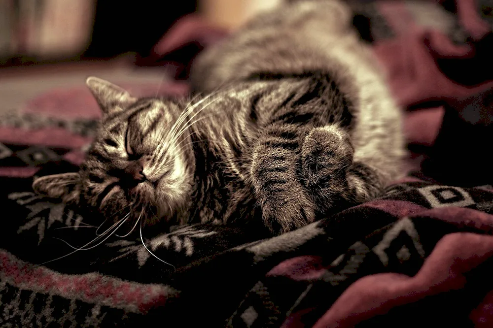Sleeping cat