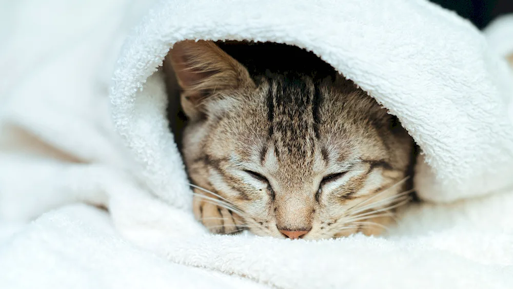 Sleeping cat