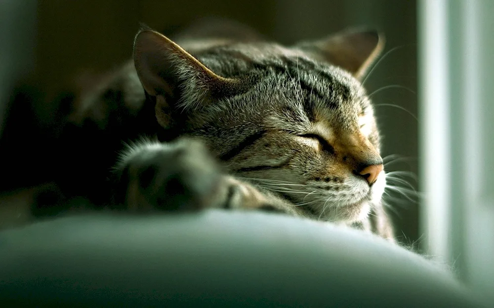 Sleeping cat