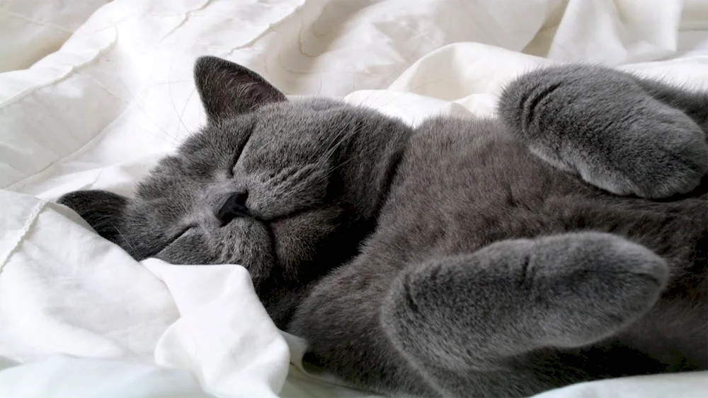 Sleeping cat